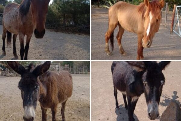 Burrolandia, santuario de equinos, denuncia robo de caballos y burros