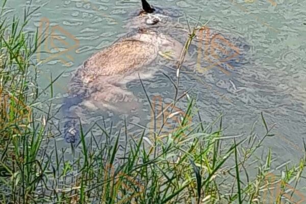 Pánico en Vista Hermosa Cocodrilo mató a un canino
