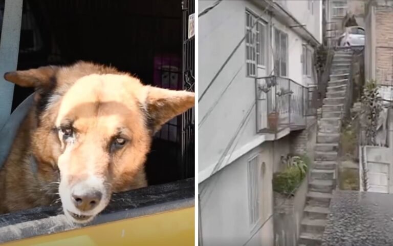 lobito-perro-naucalpan-rescatan-arrojado.jpg