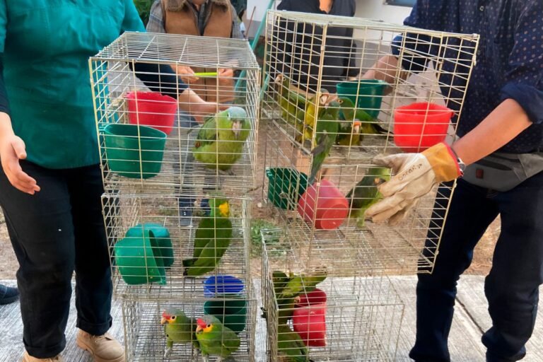 profepa-aves-silvestres-tienguis-trafico-especies-210126-2.jpg