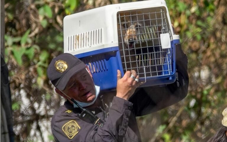 refugio-franciscano-desalojo-perros-gatos-animales-gob-cdmx-despojo-07012026.jpg
