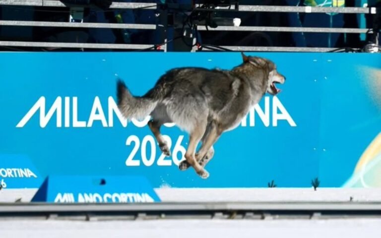 perro-milano-1802026.jpg