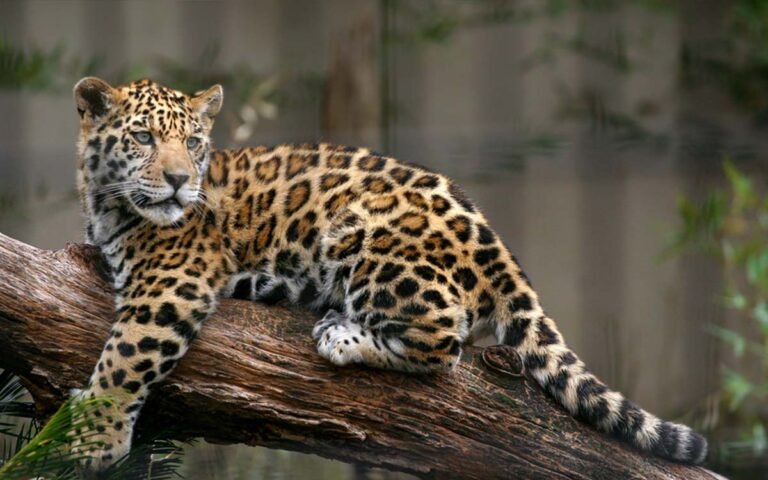 semarnat-proteccion-jaguar-yucatan-070226-1.jpg