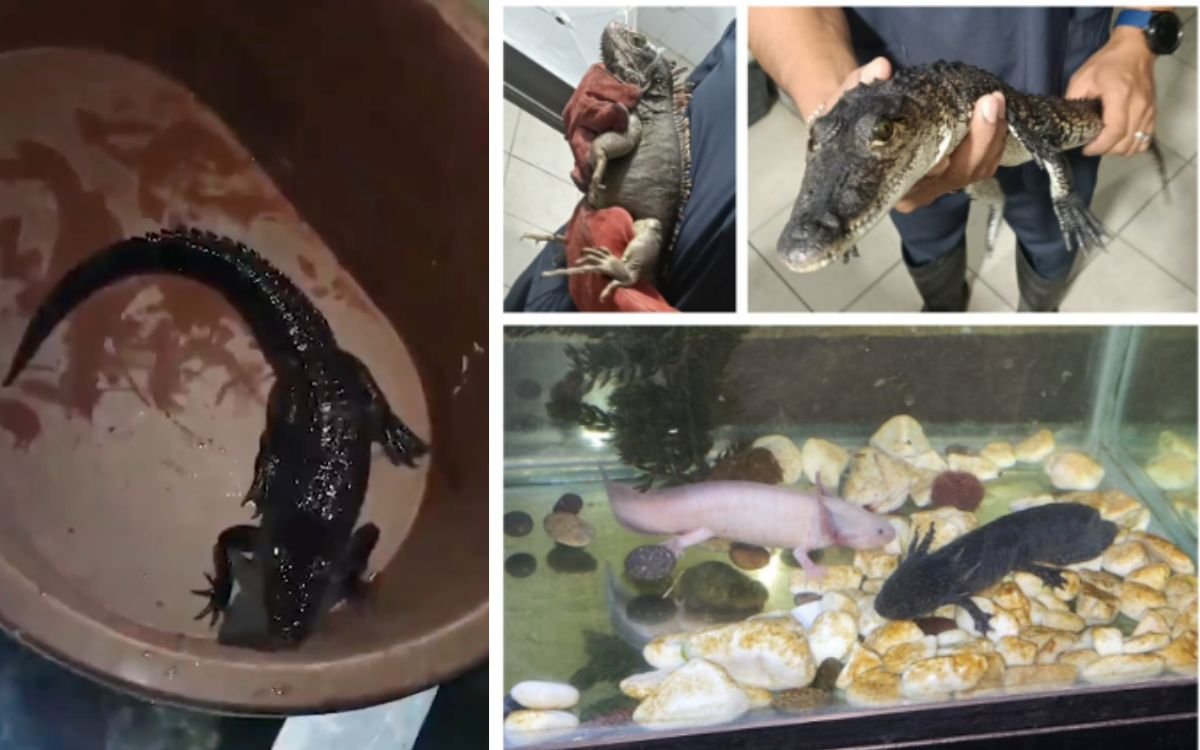 animales-exoticos-venustiano-carranza-cdmx.jpg