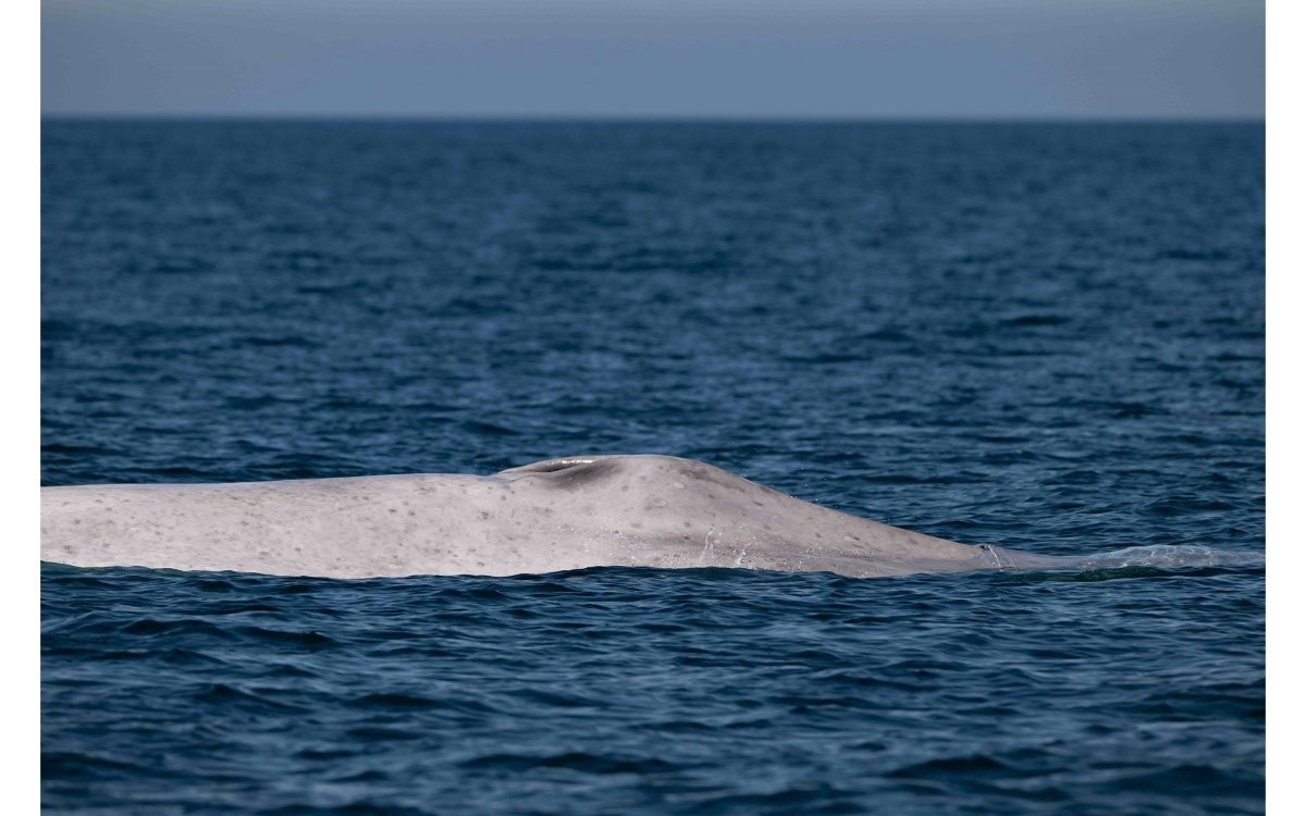 ballena-azul-albinismo-baja-california-sur-conanp-07032026.jpg