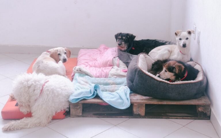 fundacion-haghenbeck-refugio-franciscano-adopcion-936-animales-perros-gatos-20032026-1.jpg