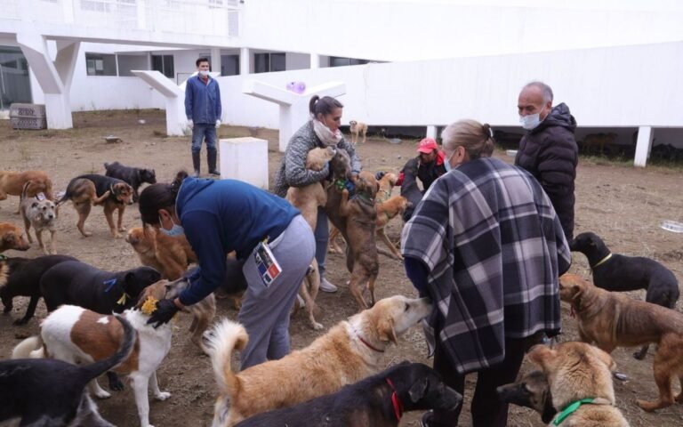 refugio-franciscano-dice-que-no-pueden-darse-en-adopcion-perros.jpg