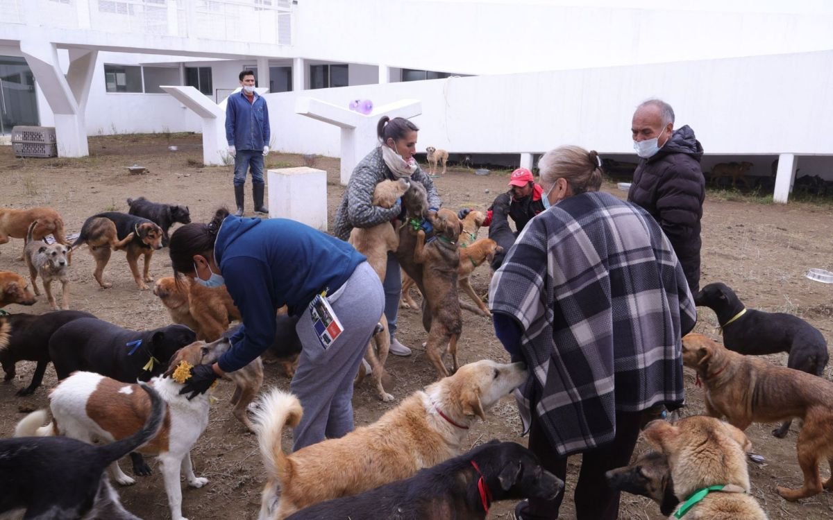refugio-franciscano-dice-que-no-pueden-darse-en-adopcion-perros.jpg