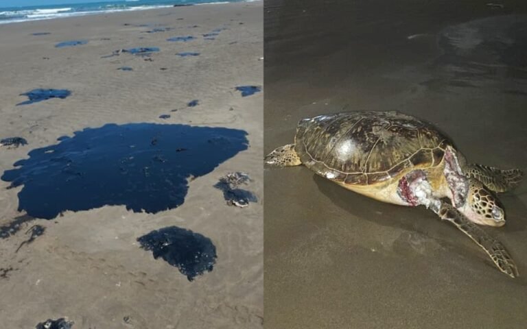 tortugas-derrame-petroleo-veracruz-tabasco-23032026.jpg