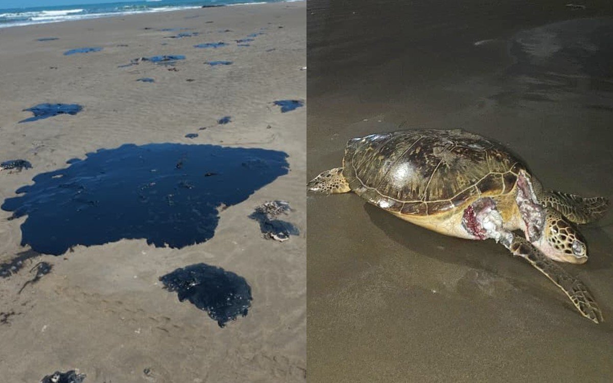 tortugas-derrame-petroleo-veracruz-tabasco-23032026.jpg
