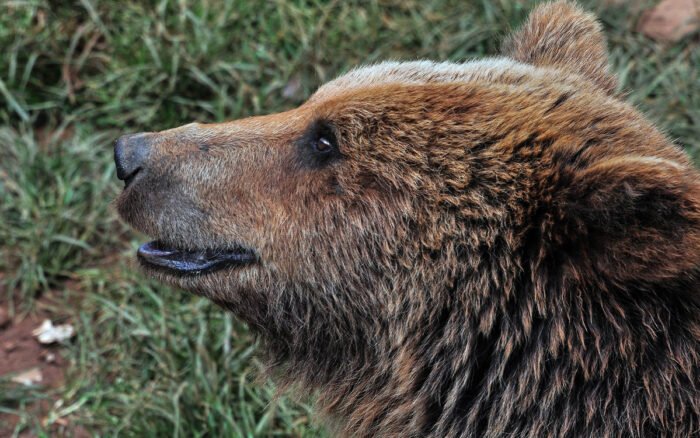 Fingieron haber sido atacados por osos para cobrar seguro; ahora irán a la cárcel