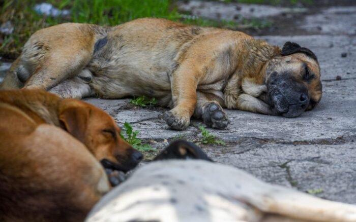 Policías arrastran cuerpo de perrito en calles de Puebla; autoridades piden disculpas | Video