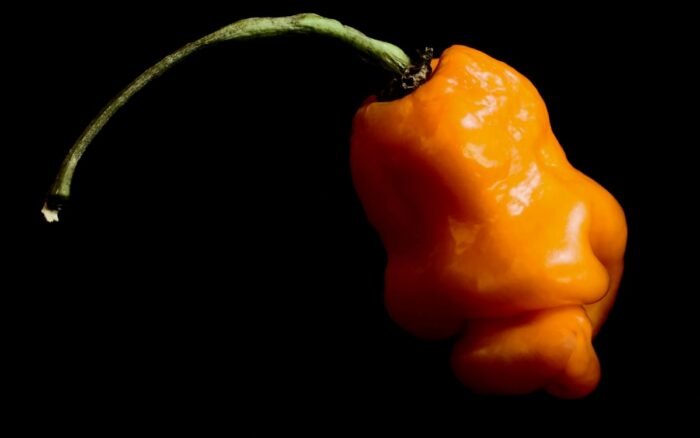 Crean científicos de la UNAM antibiótico con veneno de alacrán y chile habanero