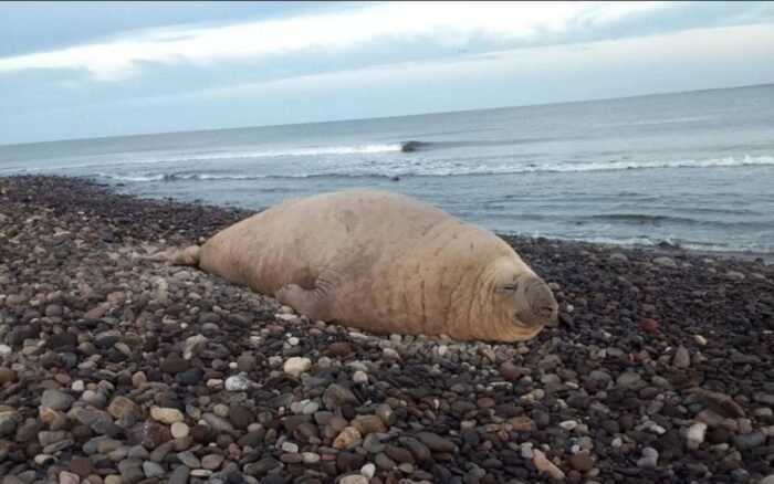 Gripe aviar mata a 13 mil crías de foca en una remota isla australiana