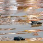 img_1780647171285