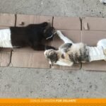 img_1780736455666