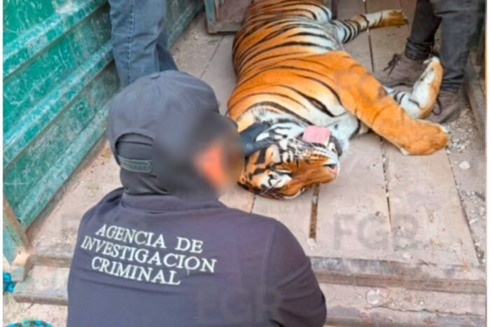 Tras denuncia de hombres armados y animales exóticos, FGR rescata tigres de bengala y ocelote