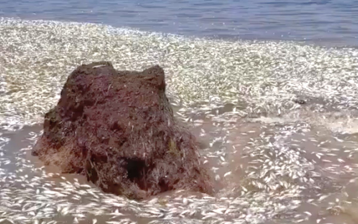 Detectan cientos de peces muertos en Puerto Morelos: indagan sargazo como posible causa
