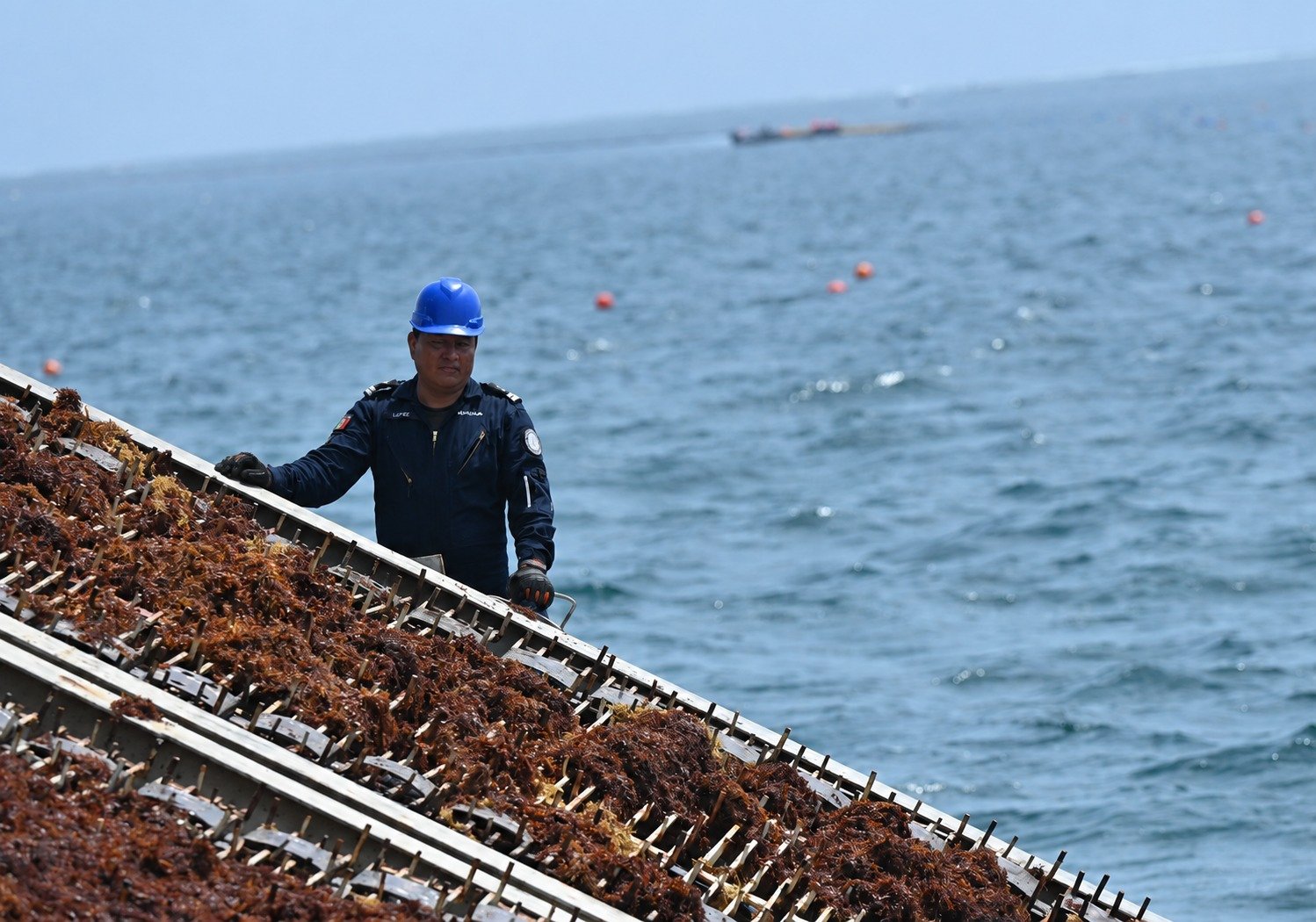 SEMAR impulsa estrategia integral contra el sargazo en el Caribe mexicano con inversión de 2 mil mdp – Foto 8