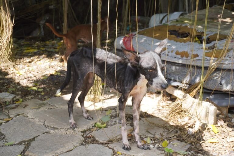 Rescatan a 48 perritos abandonados en Mérida