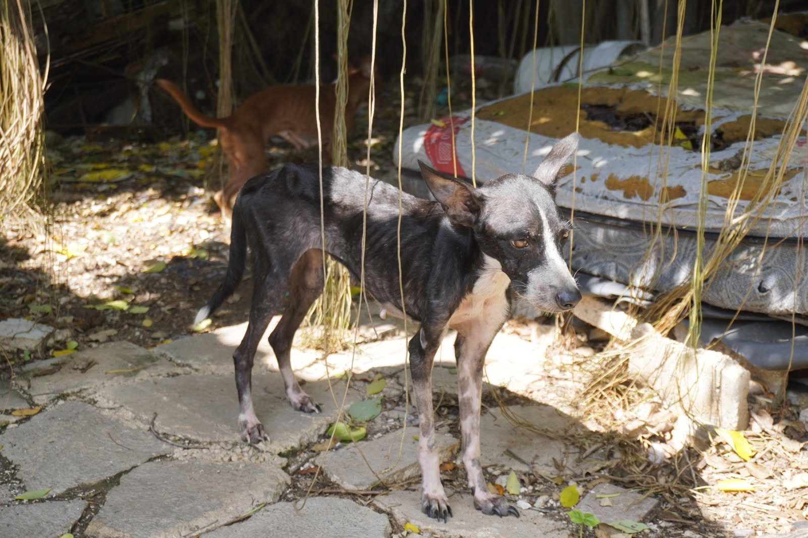 Rescatan a 48 perritos abandonados en Mérida