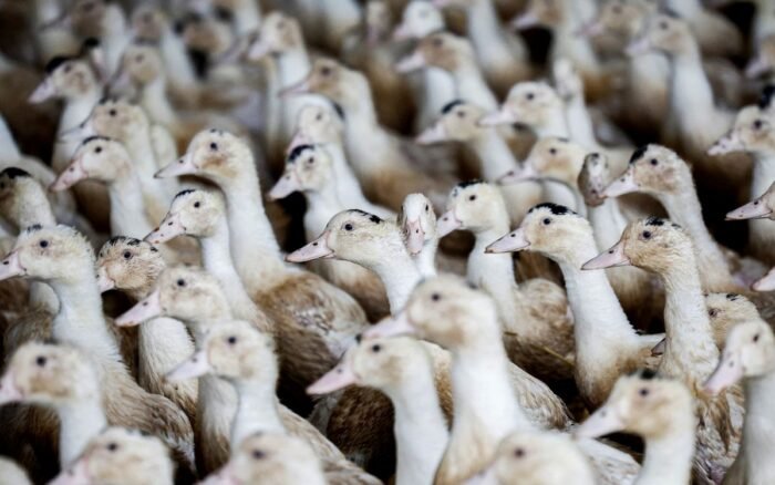 Vacío legal permite la venta masiva de patos como Merlín en mercados