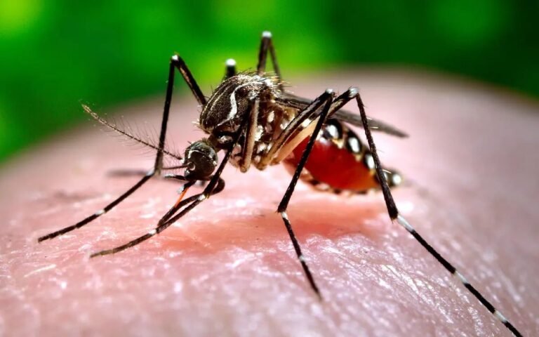 Dengue disminuye más de 30%, pero podría repuntar en 2027