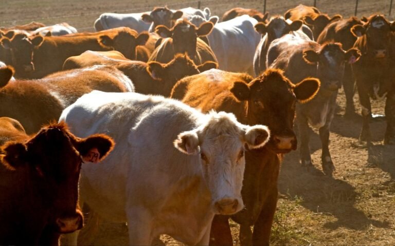 México crea consejo para erradicar el gusano barrenador del ganado