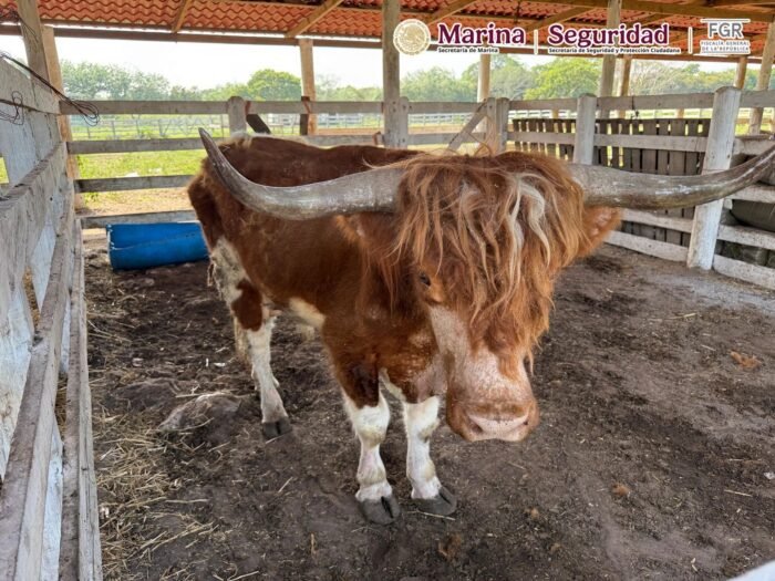 Monos araña, bisontes, hienas… aseguran 130 animales exóticos en Tamaulipas