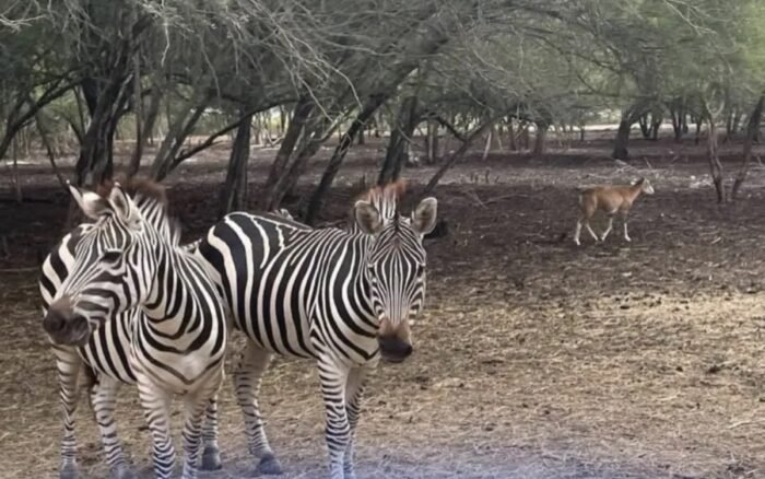 Safari Altamira niega decomiso de animales en operativo por huachicol
