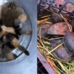 Autoridades ambientales hallan 75 tarántulas y 20 tortugas en un autobús a Chihuahua