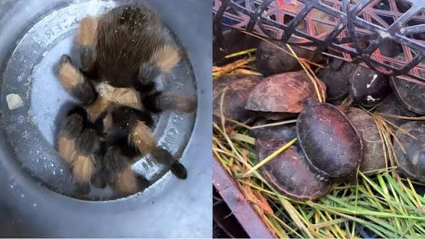 Autoridades ambientales hallan 75 tarántulas y 20 tortugas en un autobús a Chihuahua