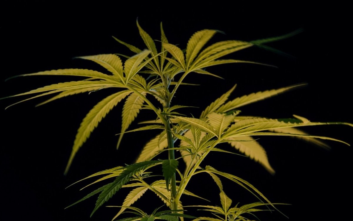 Corte permite cannabis en alimentos para consumo personal