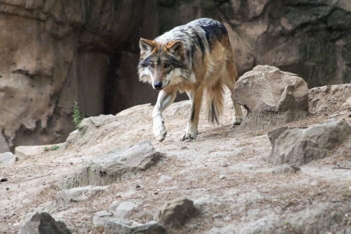 Trump va contra los lobos gris mexicanos; busca quitarles protección