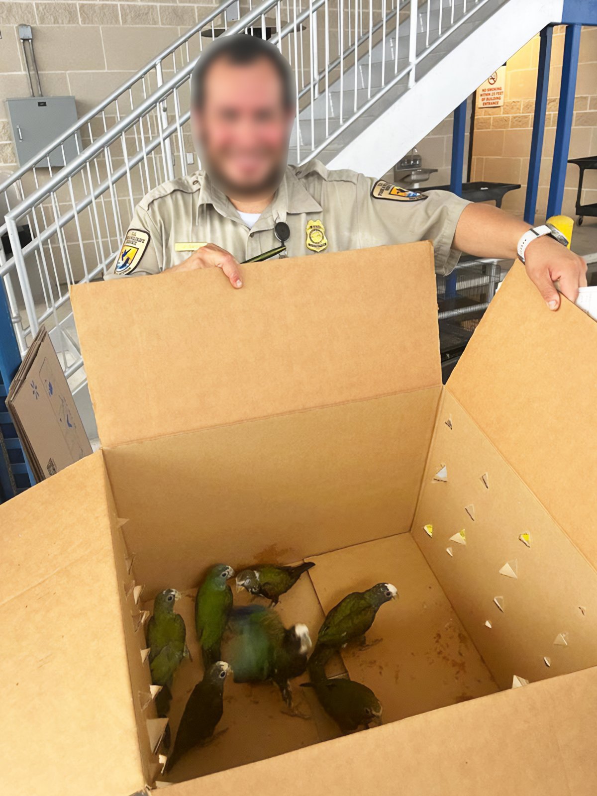 México recupera 26 loros víctimas de tráfico internacional
